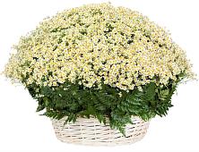 Цветочная композиция из Ромашки в корзине #REPLACE_PRED# Марусино